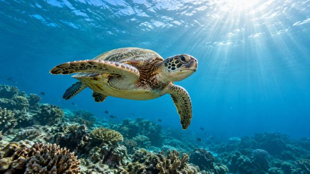 Sea turtle underwater coral reef sun rays